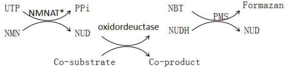 Method for enzymatically synthesizing nicotinamide uracil dinucleotide