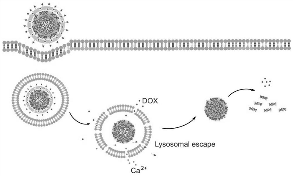 Targeted core-shell structure drug-loaded nanoparticle and preparation method thereof