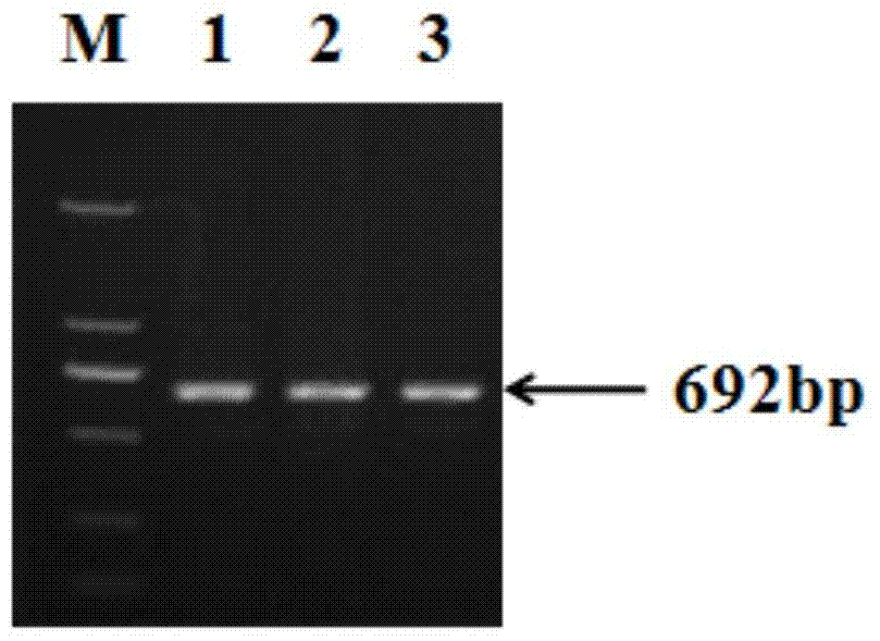 SNP genetic markers related to pig fat deposition traits and their application