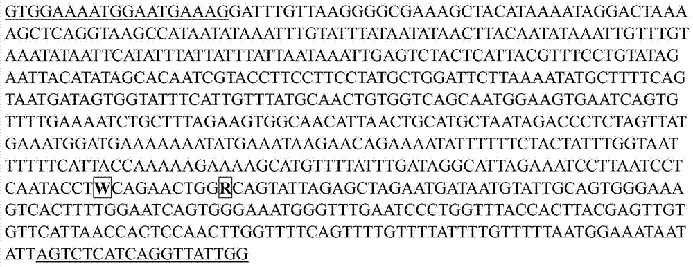 SNP genetic markers related to pig fat deposition traits and their application