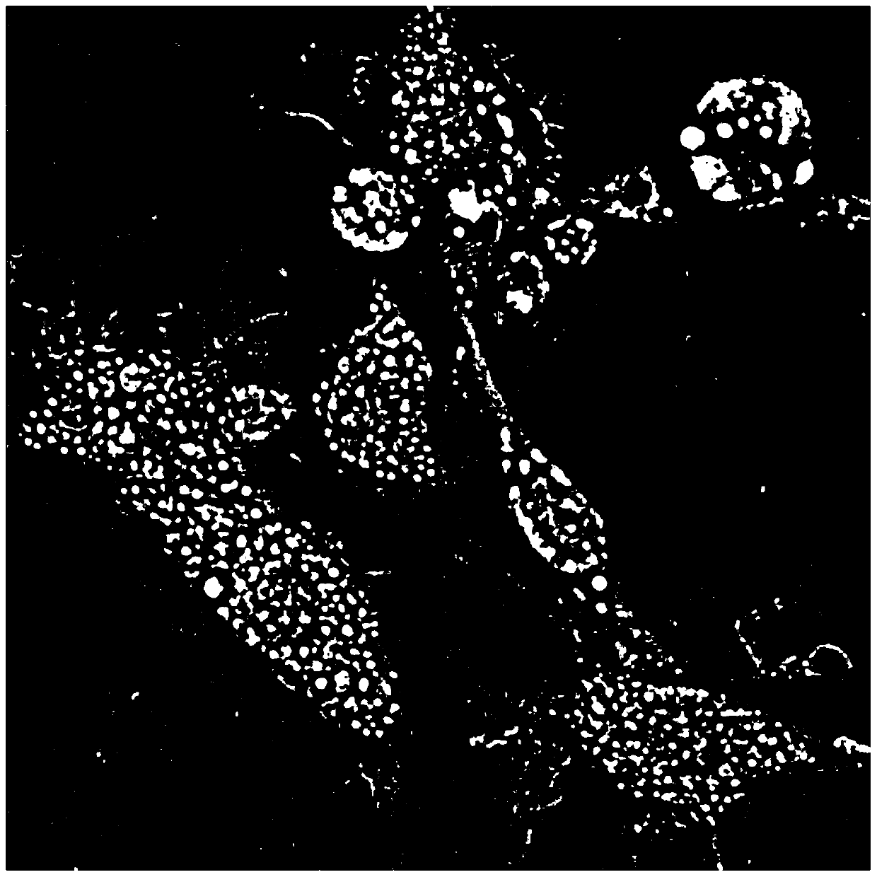 Locusta migratoria cell line QAU-Lm-E-17 as well as preparation method and application thereof