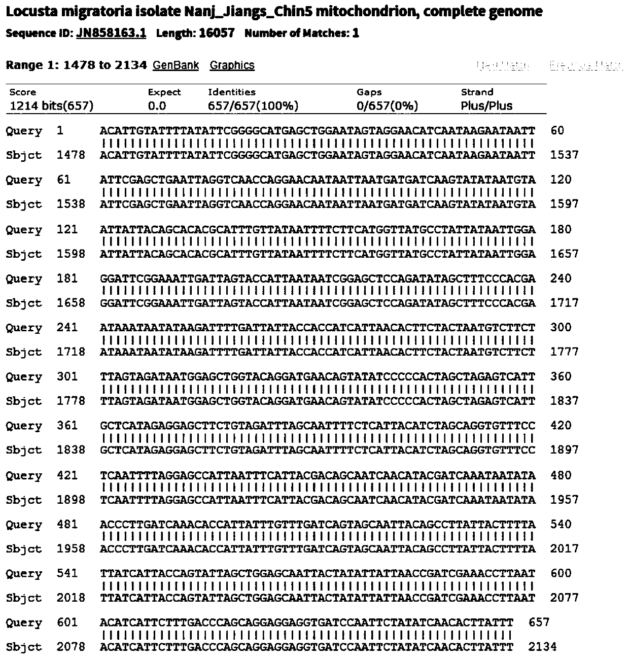 Locusta migratoria cell line QAU-Lm-E-17 as well as preparation method and application thereof