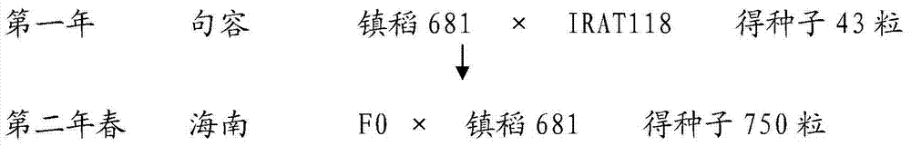 Breeding method of high-ripening-rate paddy rice