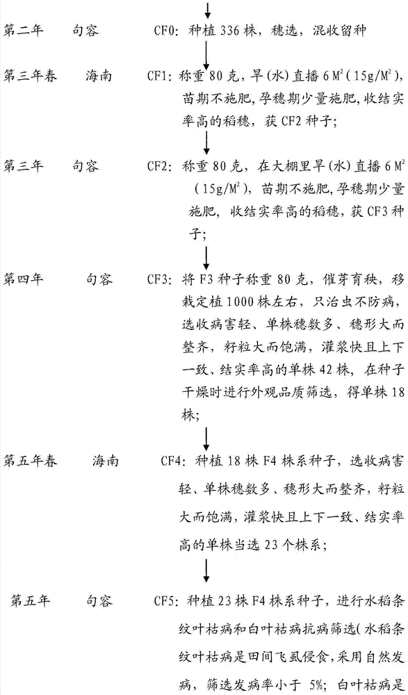 Breeding method of high-ripening-rate paddy rice