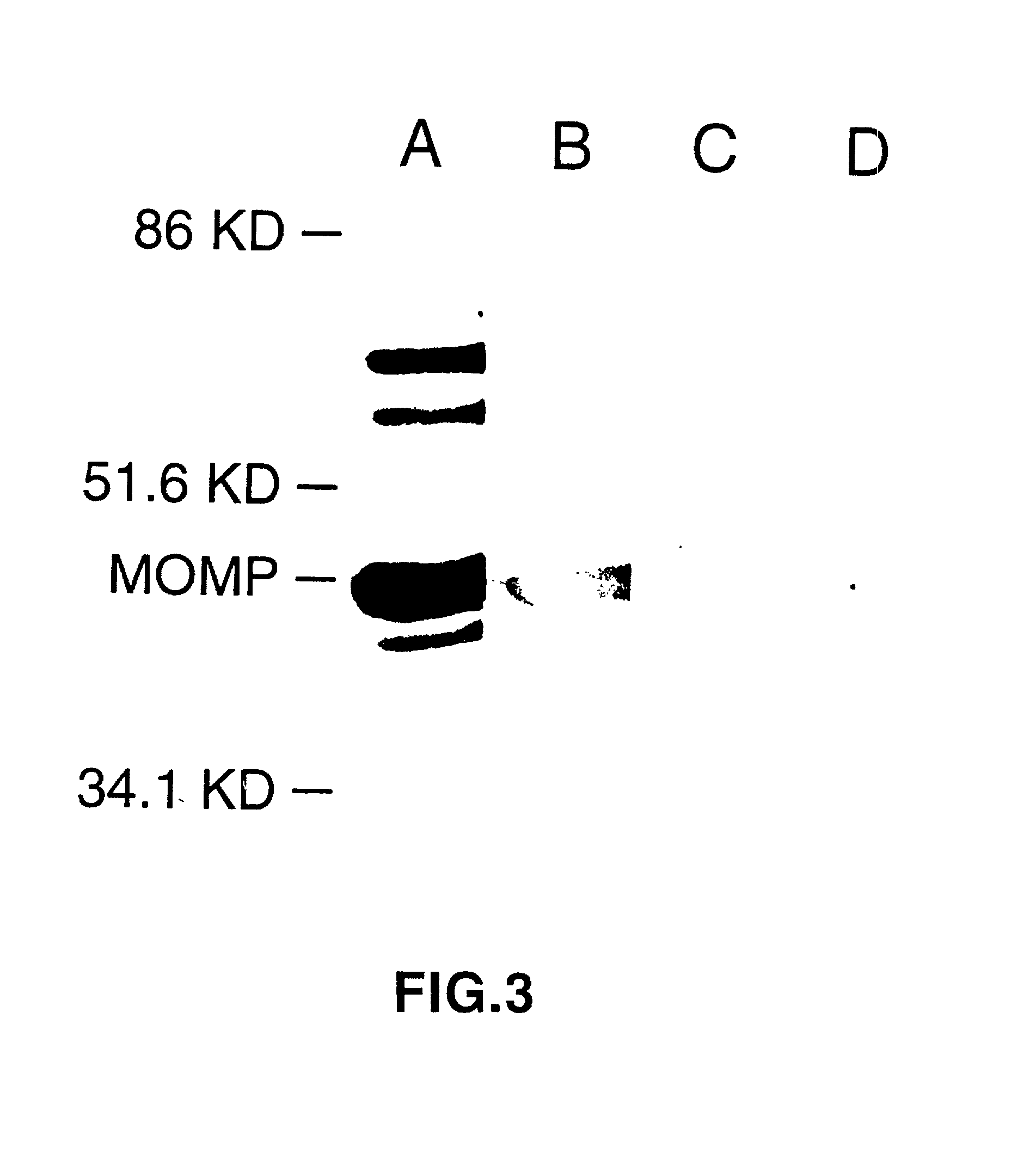 DNA immunization against chlamydia infection