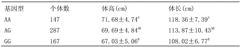 A method for identifying pig body length and/or body height and its special primer pair