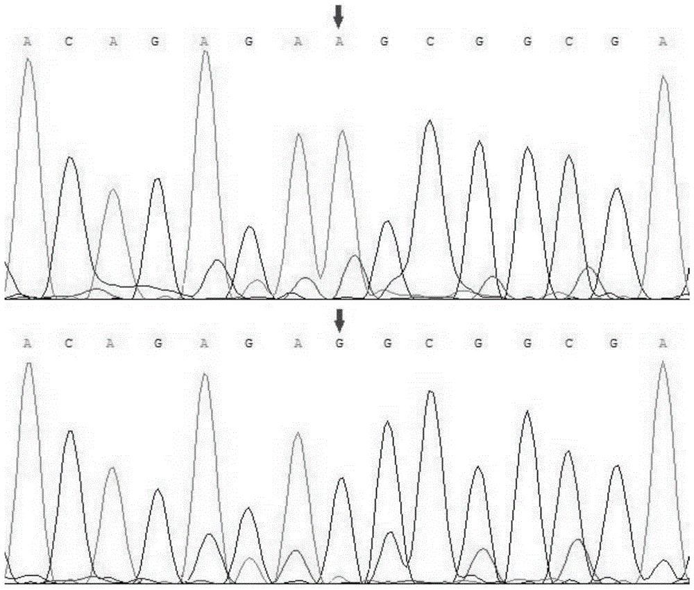 A method for identifying pig body length and/or body height and its special primer pair