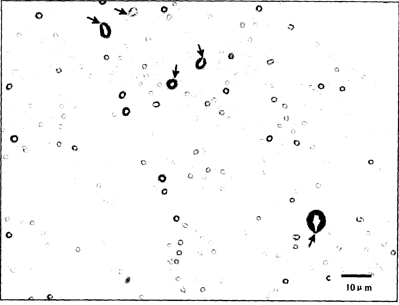 Method and use of closed hydrophilic and lipophilic liquid-phase hollow capsules with cores