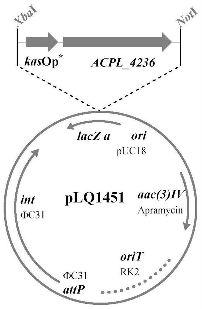 Method for enhancing positive regulatory protein gene expression to increase acarbose fermentation level