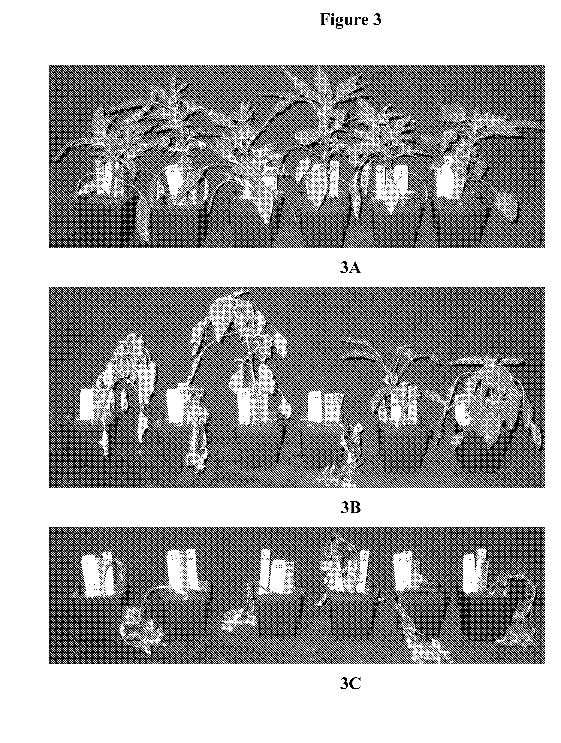 Polynucleotide molecules for gene regulation in plants