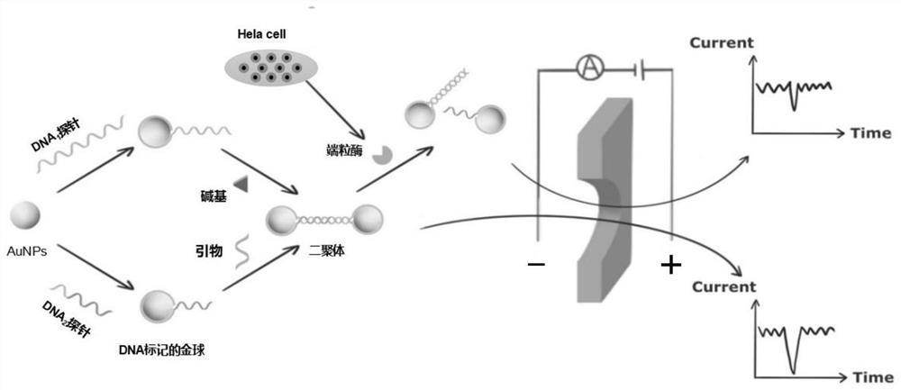 Detection probe, kit and direct detection method for telomerase activity