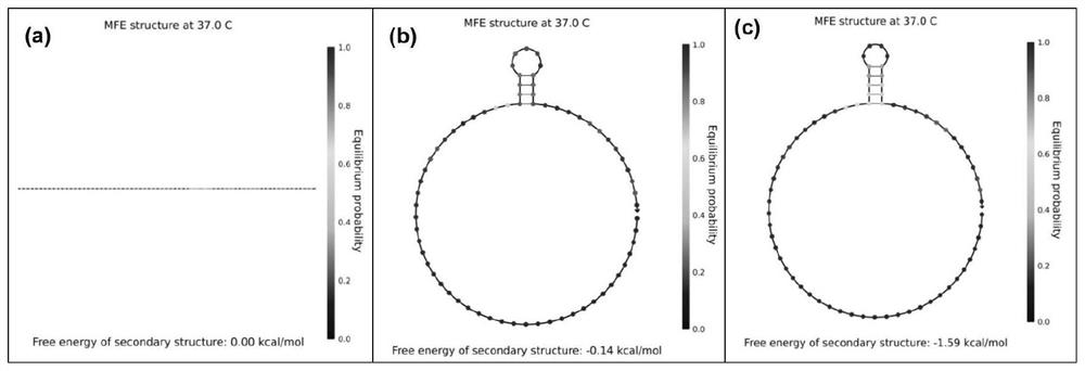 Detection probe, kit and direct detection method for telomerase activity