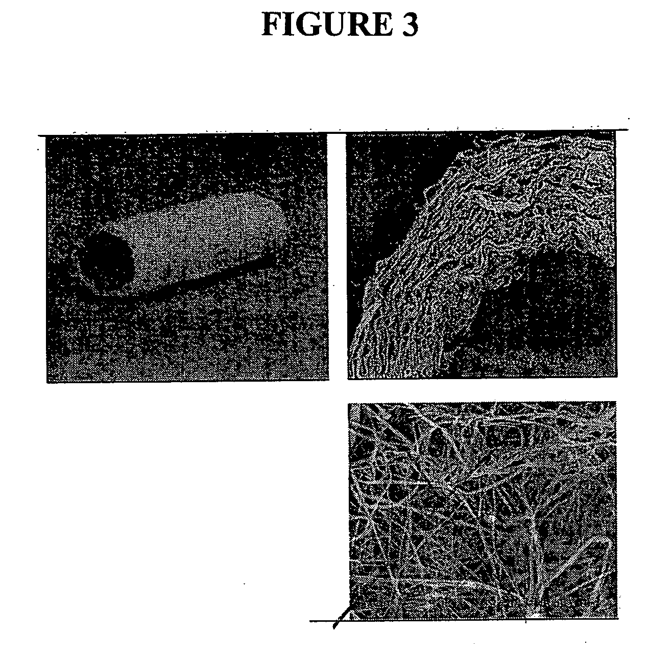 Cell scaffold matrices with incorporated therapeutic agents