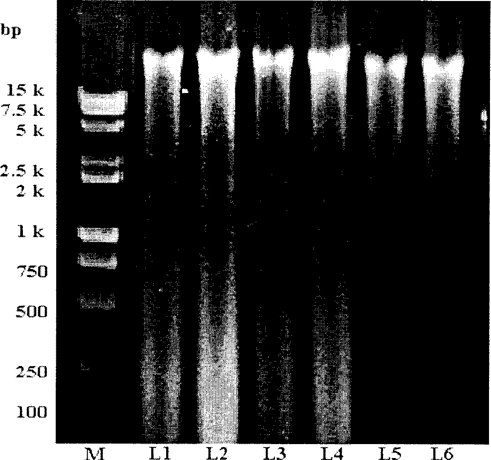 Method for extracting mushroom genome