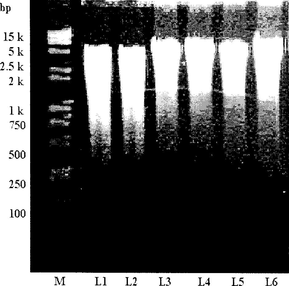 Method for extracting mushroom genome