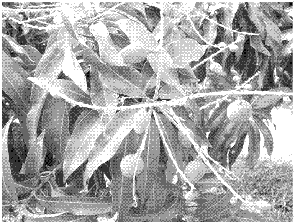 Mango flower-promoting and fruit-preserving fertilizer and its preparation method and application method