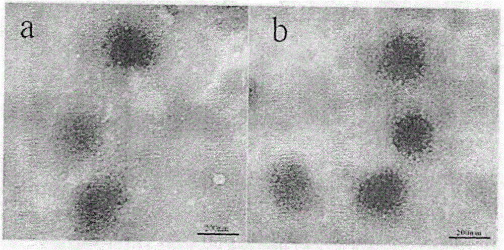 Redox-sensitive core-crosslinked Pulullan nano particle having dual-targeting property and preparation method thereof