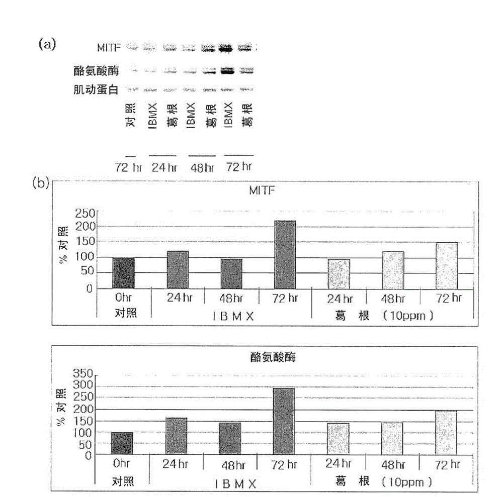 Composition containing kudzu root for prevention of gray hair and treatment of vitiligo