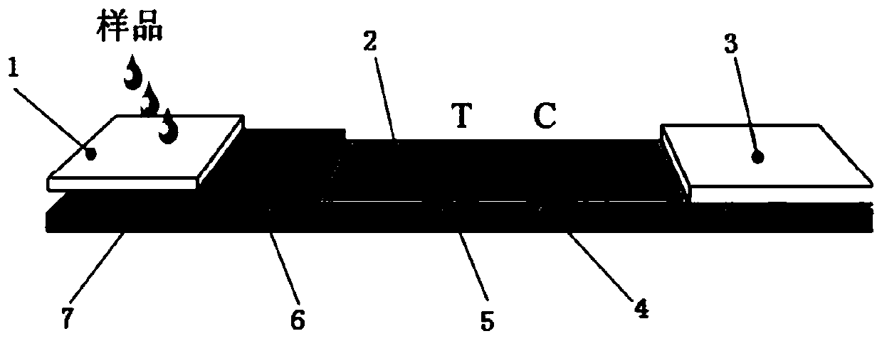 Anti-human beta2-microglobulin antibody and application thereof