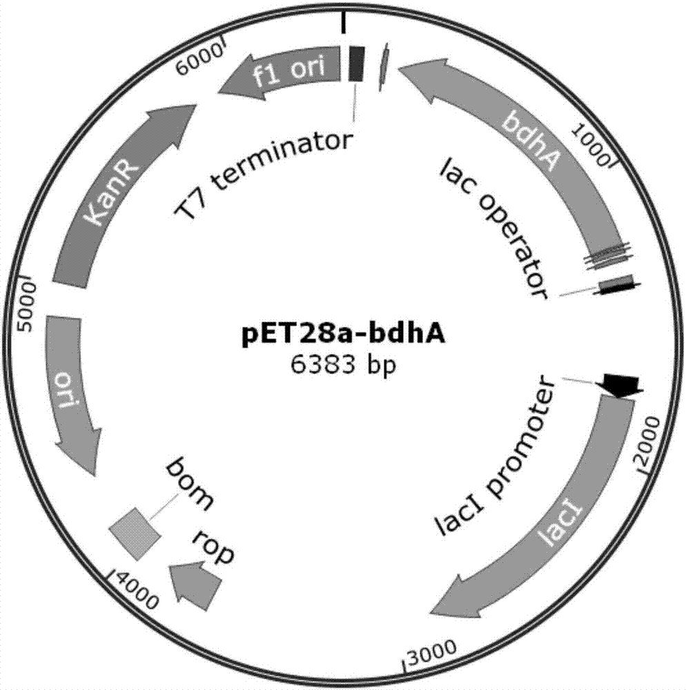 Method for generating L(+)-acetoin by in-vitro enzyme reaction