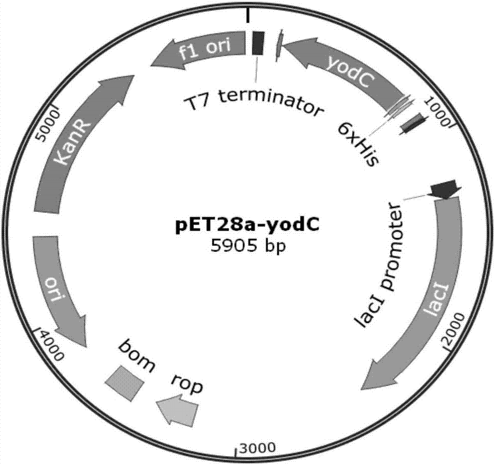 Method for generating L(+)-acetoin by in-vitro enzyme reaction