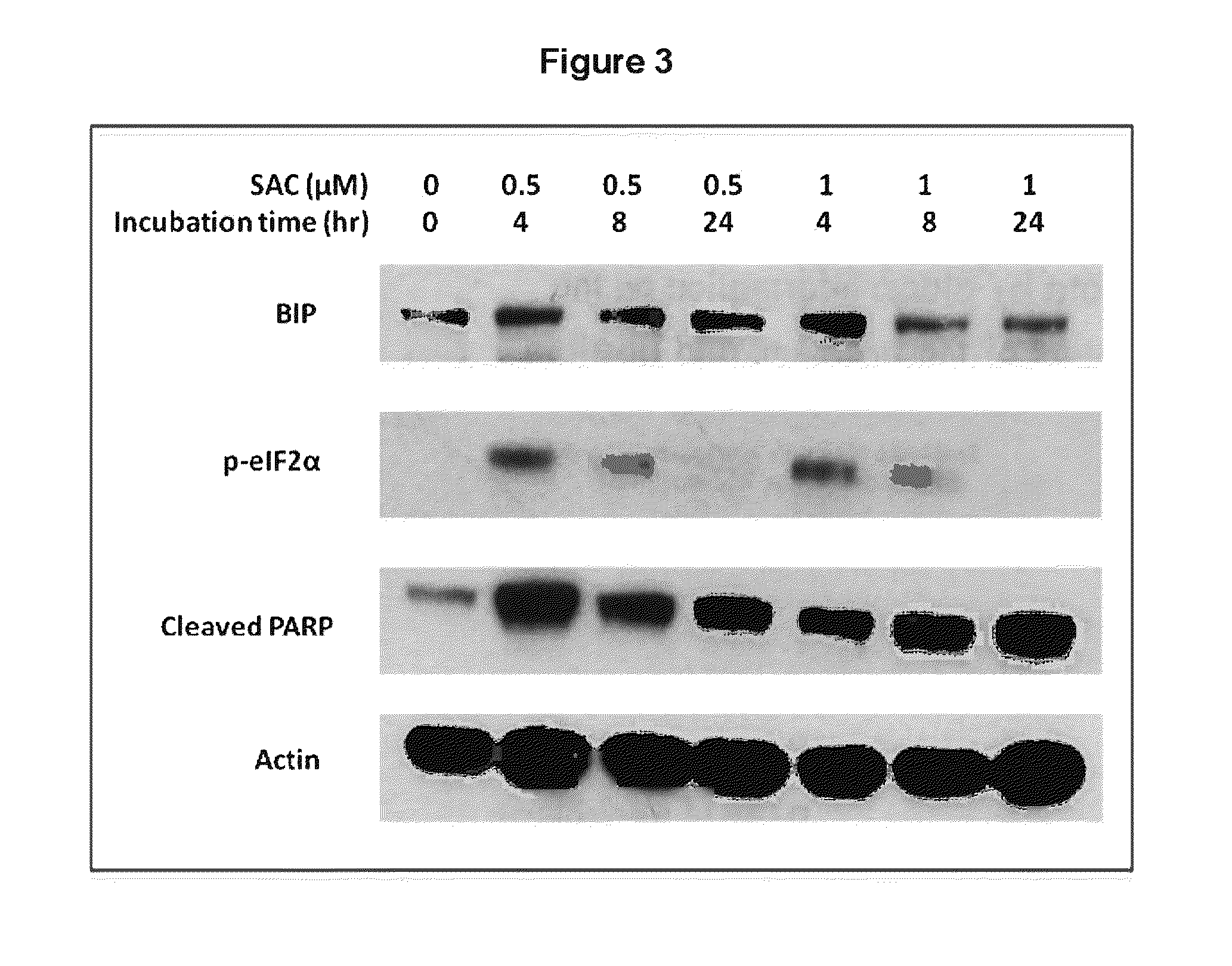 Methods and agents for preventing and treating plasma cell dyscrasias