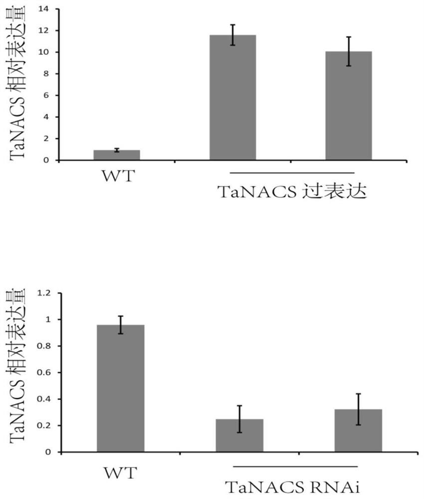 Primers, kits and applications for controlling wheat leaf senescence