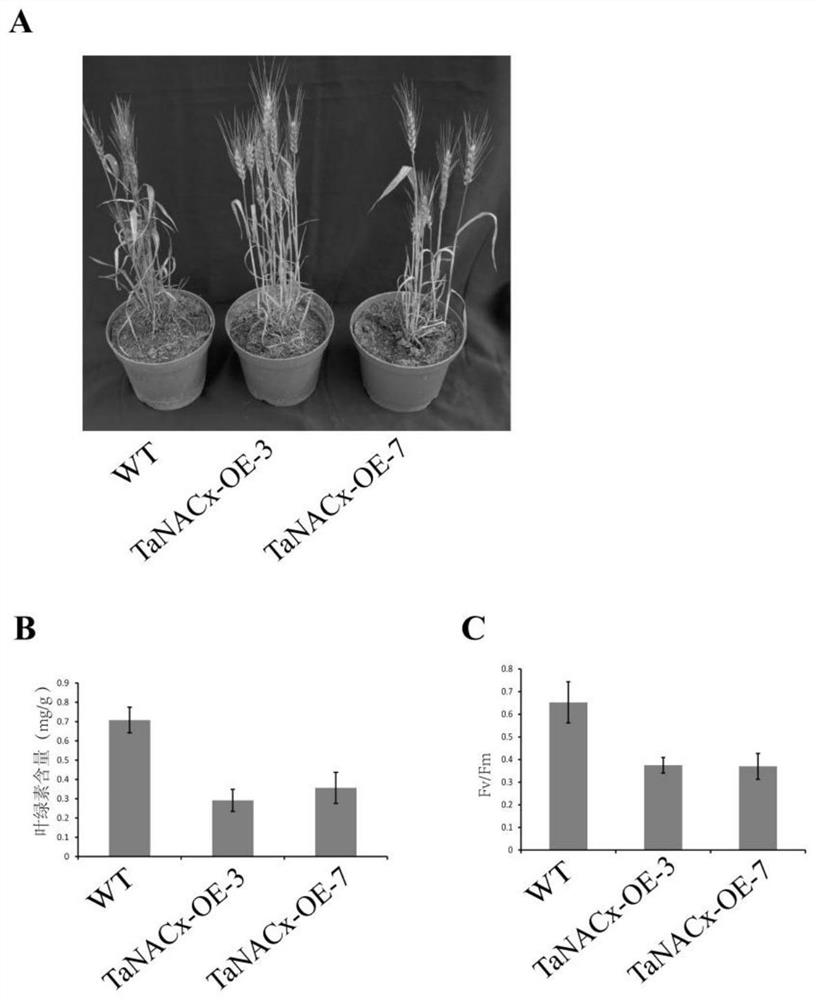 Primers, kits and applications for controlling wheat leaf senescence