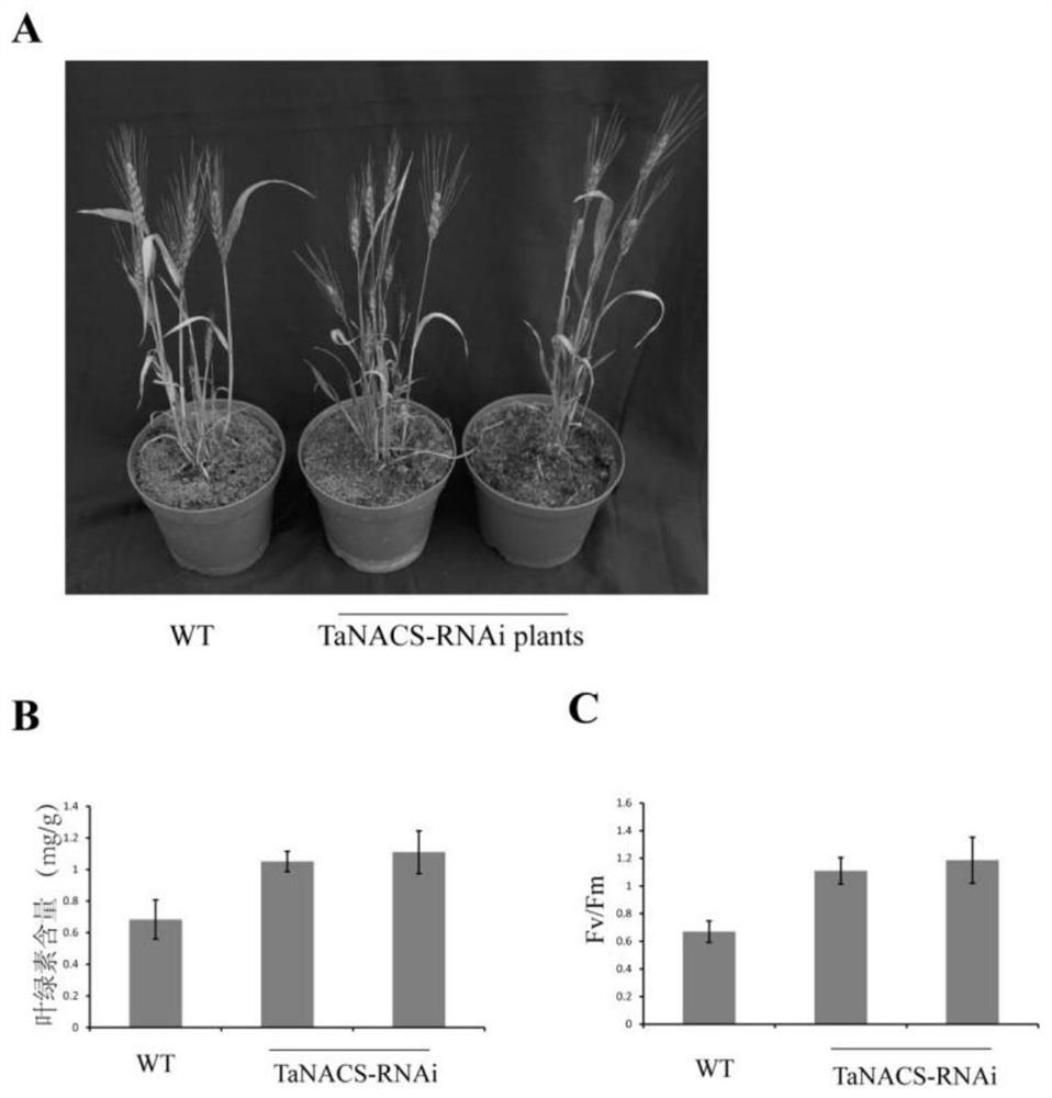 Primers, kits and applications for controlling wheat leaf senescence