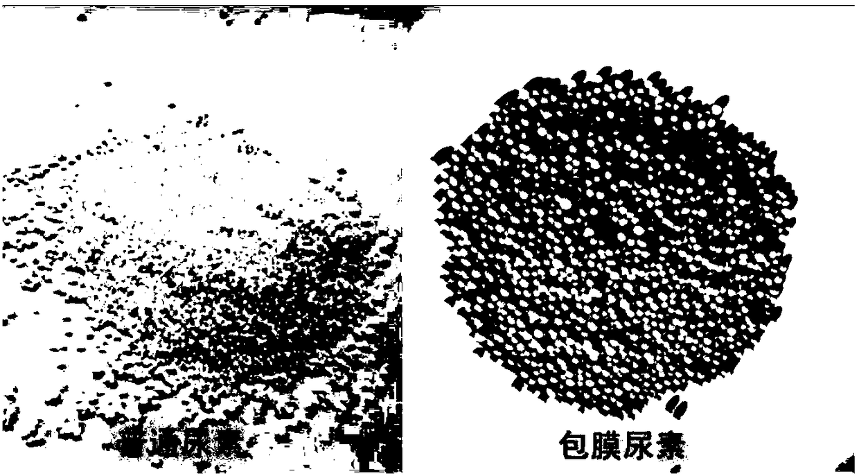 Envelope microbe modified particle urea and production method and application thereof