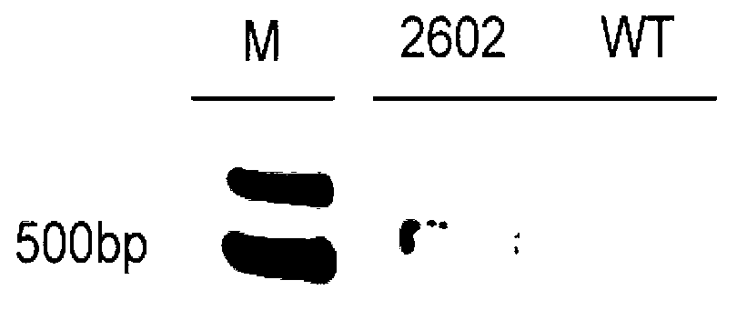 Application of synthetic transcription factor VP64-Os03g57670