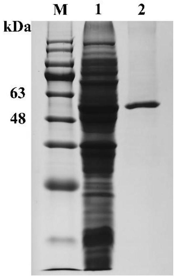 Alpha-L-fucosidase OUCJdch-16 and application thereof