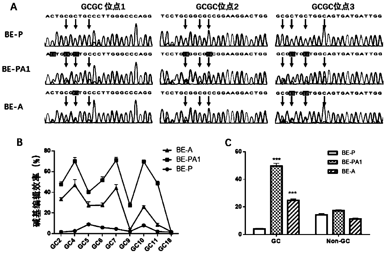 Basic group editing tool and application thereof, and basic group editing method with wide window and no sequence preference in eukaryocyte