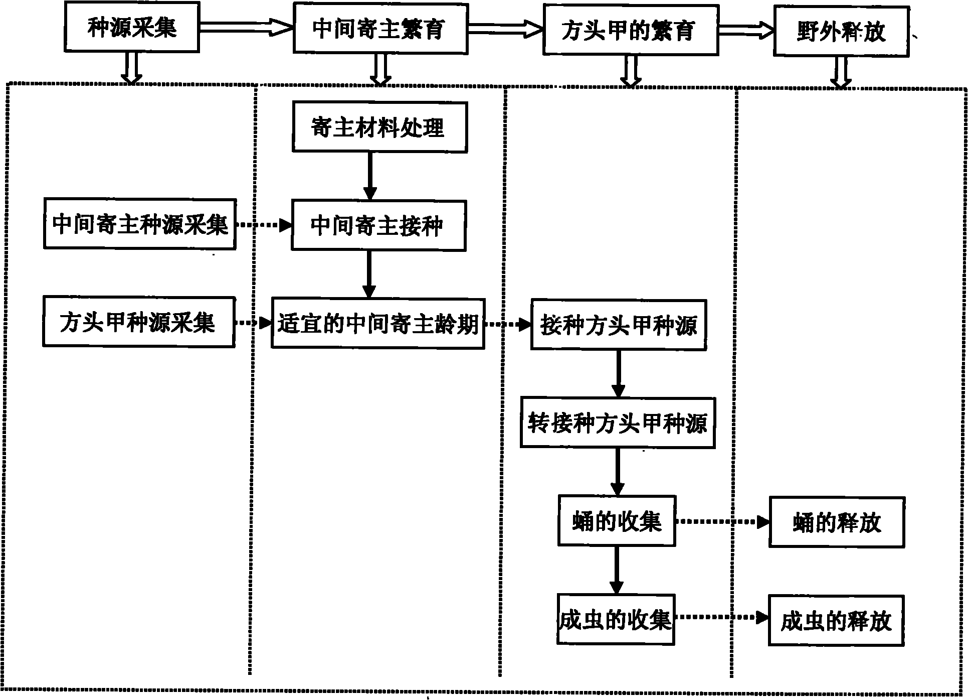 Method for indoor propagation and outdoor release of cybocephalus