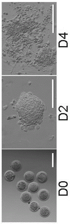 Composition for embryonic stem cell culture and application thereof