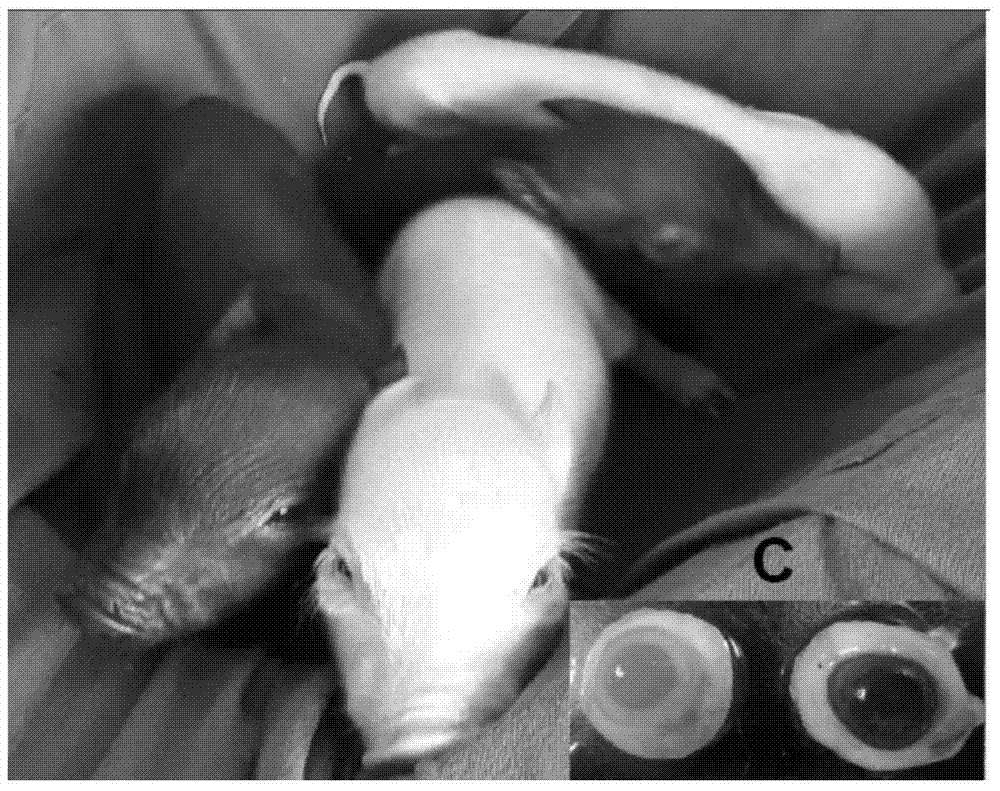 Reconstructed ovum of albinism model pig and construction method thereof, and construction method of model pig