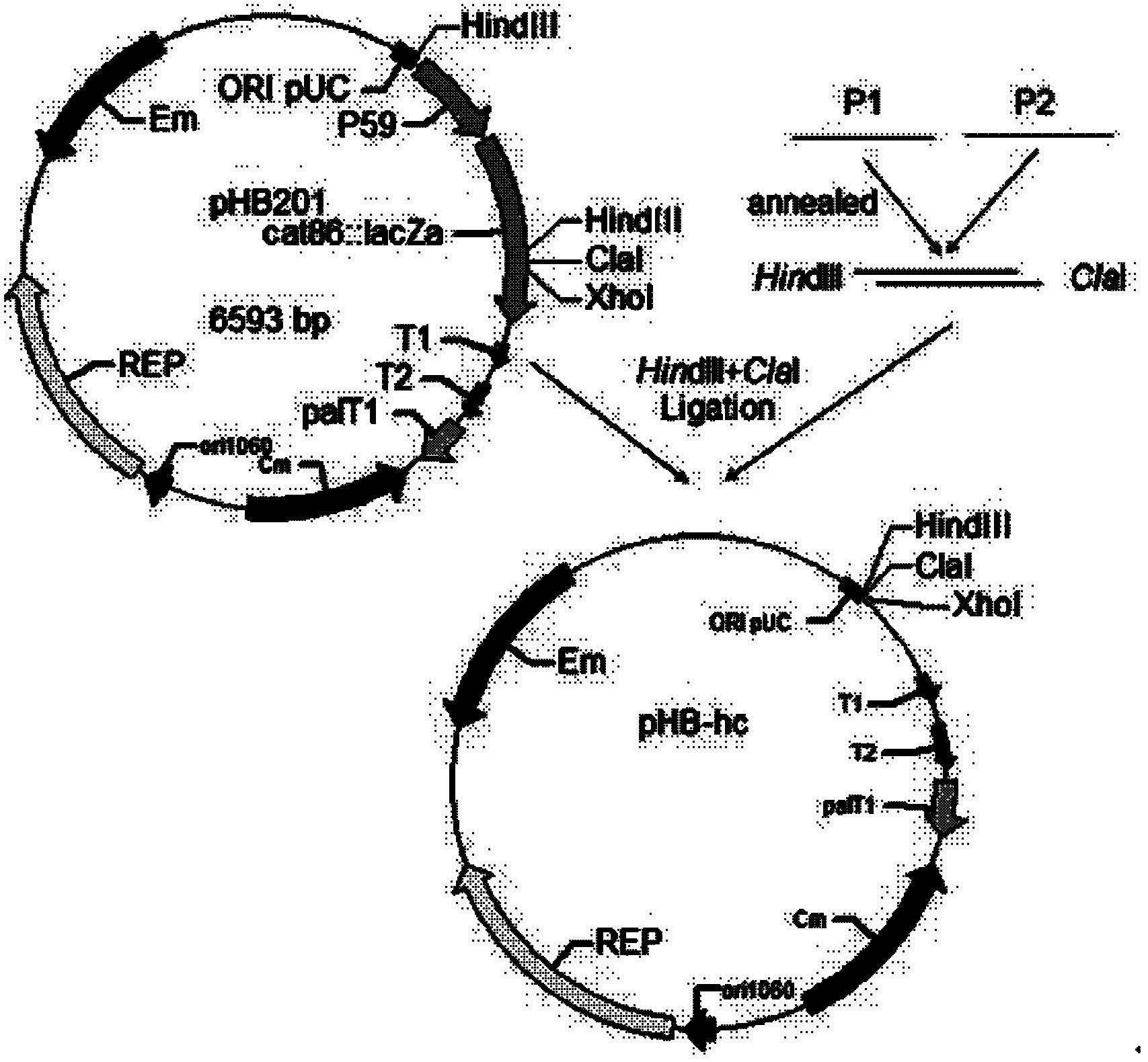 Method for high-efficiency production of recombinant lipoxygenase by using Bacillus subtilis