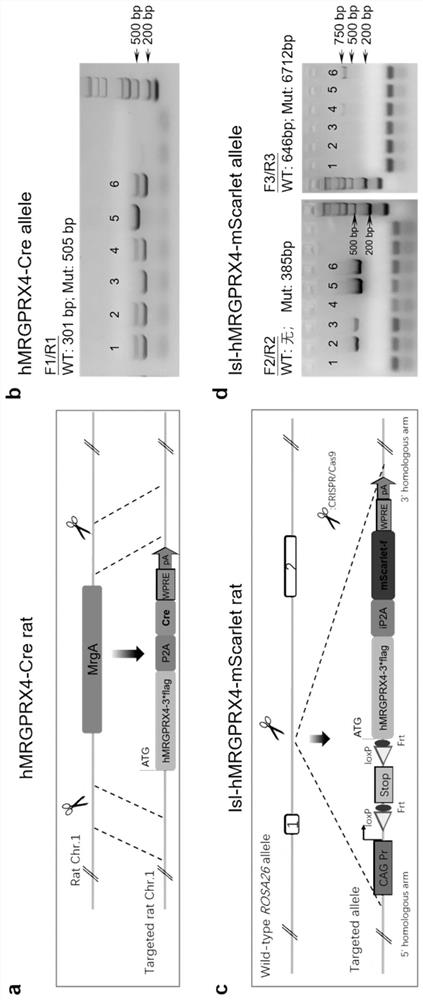 Construction method and application of transgenic rat specifically expressing hmrgprx4