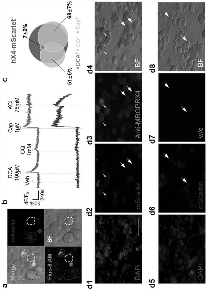 Construction method and application of transgenic rat specifically expressing hmrgprx4