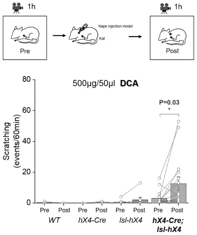 Construction method and application of transgenic rat specifically expressing hmrgprx4