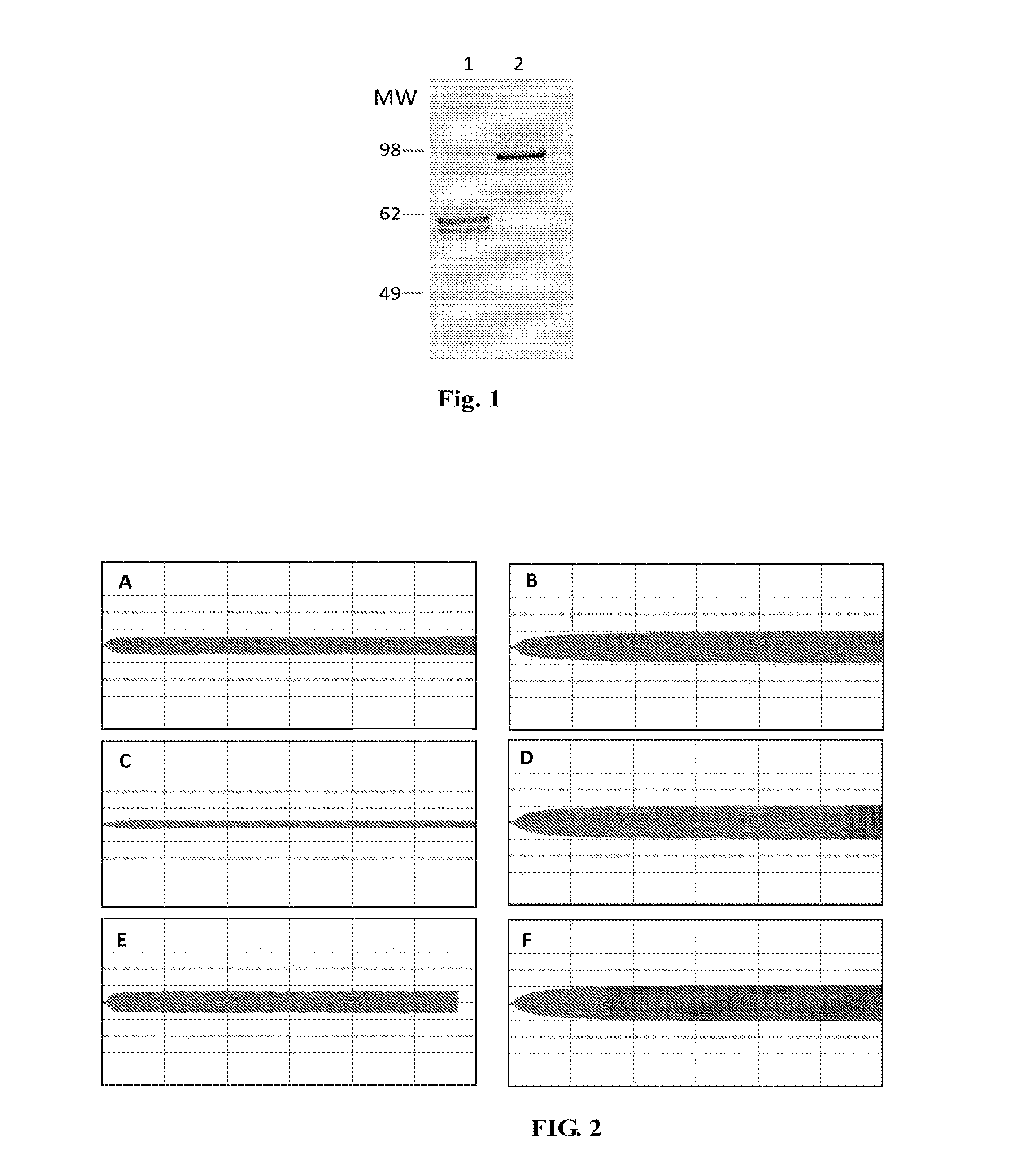 Fibrinogen Preparations Enriched in Fibrinogen With An Extended Alpha Chain