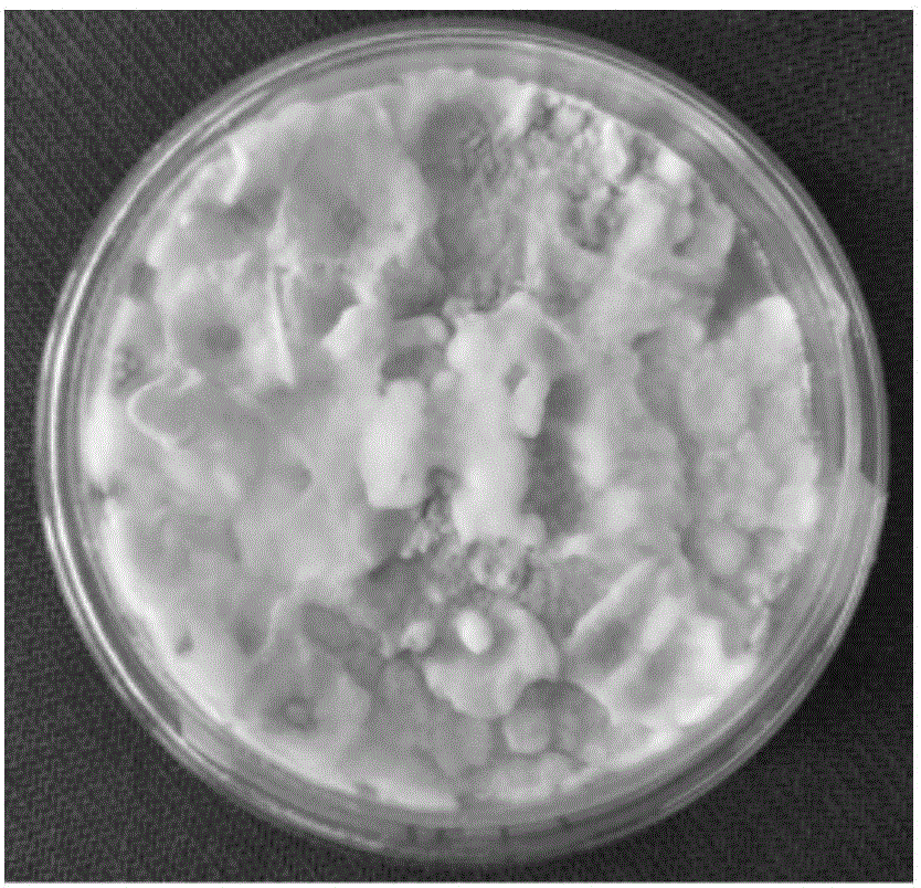 Isaria javanica BE01 for effectively preventing and treating hyphantria cunea and application of isaria javanica