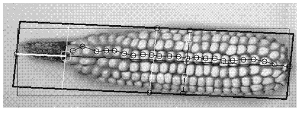 Computer vision technique-based corn ear species test method, system and device