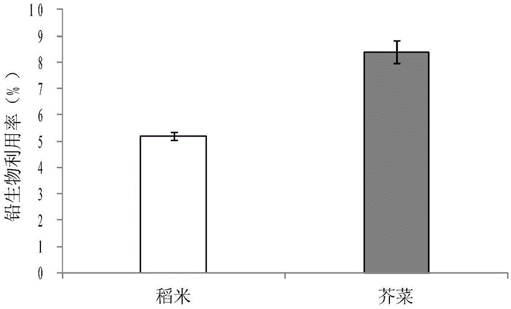 Joint evaluation model for human-body bioavailability and toxicity of lead in food