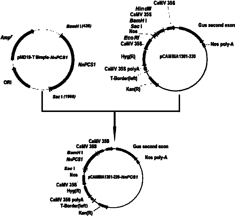 Lotus phytochelatin synthase NnPCS1 and plant expression vector and construction method thereof