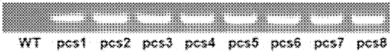 Lotus phytochelatin synthase NnPCS1 and plant expression vector and construction method thereof