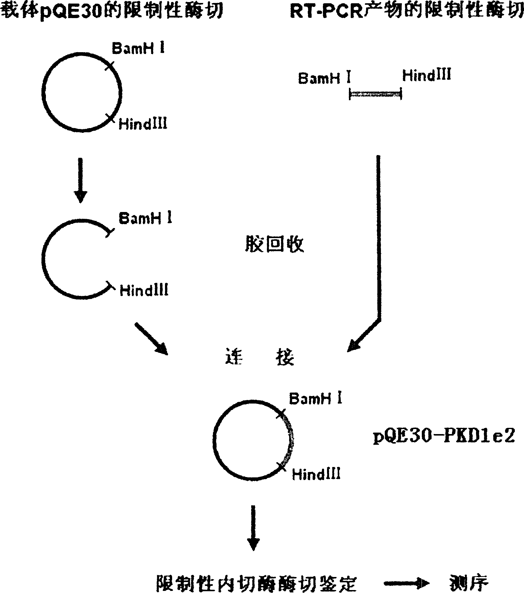 N-end fusion protein PC-1-e2 of human multicapsular protein-1