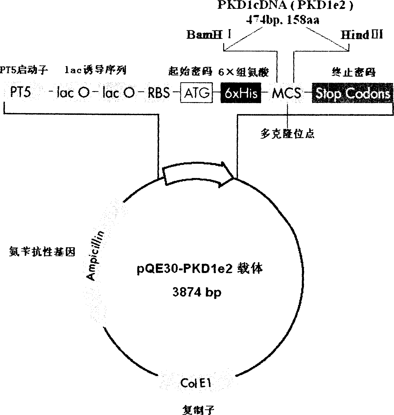 N-end fusion protein PC-1-e2 of human multicapsular protein-1