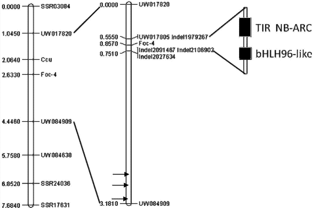 Molecular marker of cucumber fusarium wilt anti-disease gene Foc-4 as well as special primer and application thereof