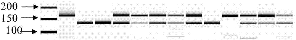 Molecular marker of cucumber fusarium wilt anti-disease gene Foc-4 as well as special primer and application thereof